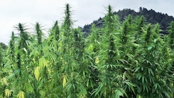 Hemp Crop