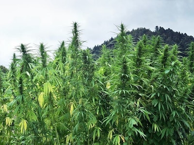 Hemp Crop