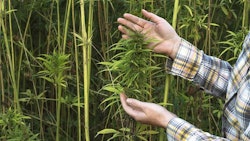 Hemp Maticsandra