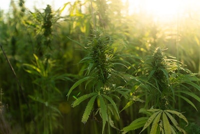 Hemp Grejak