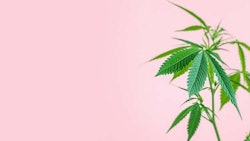 Hempresized Mystery Shot