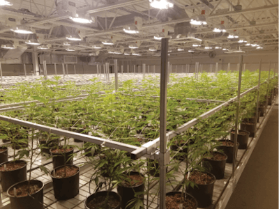 Innovation Growing Equipment Grow Room Fmt