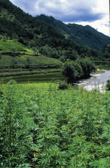 Landrace In Situ Fmt