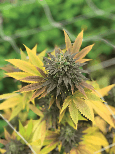 Missour River Plant Fmt