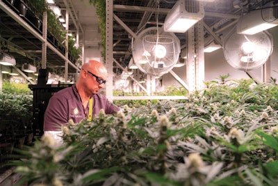 Robert Felt, Head Grower Fmt