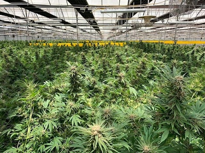 Sea Of Weed Resized