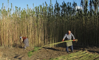 Turkish Landrace Seed Harvest Fmt