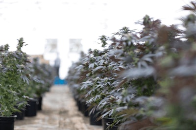 004 Flowr A31 A2307 Fmt