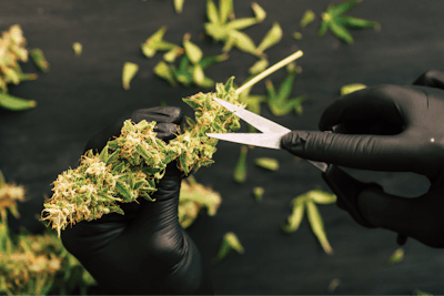 Adobe Stock 197695896 Fmt