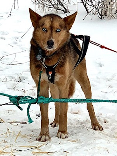 blue steel dog iditarod