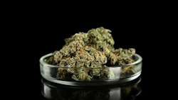 Cannabis Buds Africa Studio