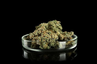 Cannabis Buds Africa Studio