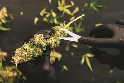 Cannabis Odor