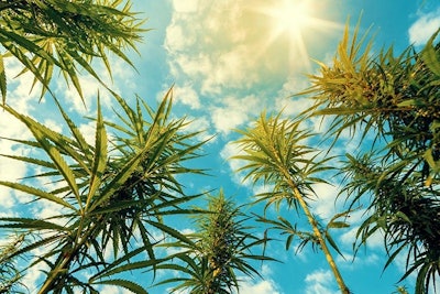 Cannabis Outdoor