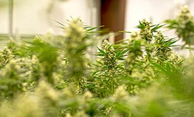 what growers want from cannabis retailers