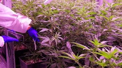 Cannabis Employee Adobe Stock Bellakadife Resized