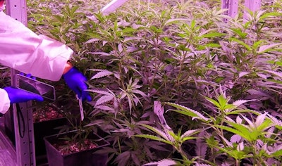 Cannabis Employee Adobe Stock Bellakadife Resized