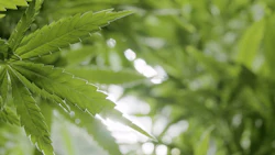 Cannabis Plants Adobe Stock Credit Cascade Creatives Resized