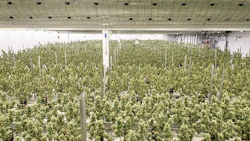 Canopy Growth