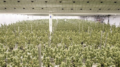 Canopy Growth