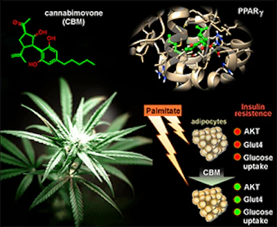 Cbm From Mdpi 300