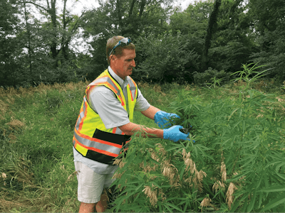 Dr Win Phippen Collecting Wild Hemp Sagamon County Fmt