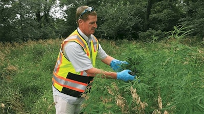 Drwinphippencollectingwildhempsagamoncountyfmt