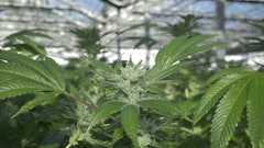 Glass House Farms Expands