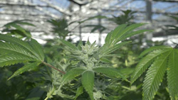 Glass House Farms Expands