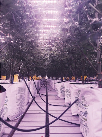 Greenhouse Feature Plants