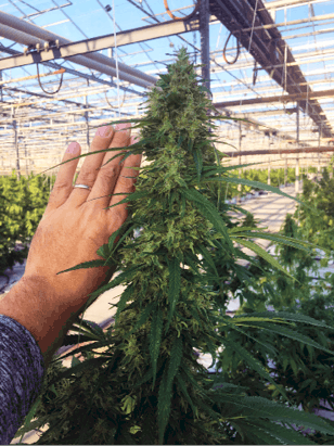 Greenhousefeaturehandplant Fmt