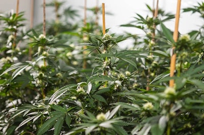 Grow Room