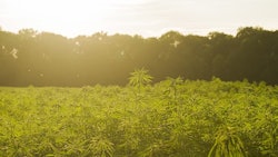 Hemp Adobe Stock Credit Jessicahyde Resized