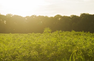 Hemp Adobe Stock Credit Jessicahyde Resized