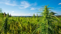 Marijuana Plants Outdoor Farm Adobe Stock Credit Dmytro Sukharevskyi Resized