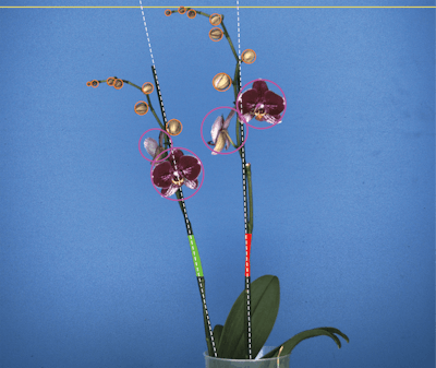 Phal3 0 Fmt