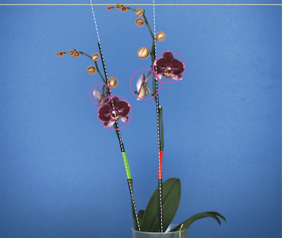 Phal3 0 Fmt