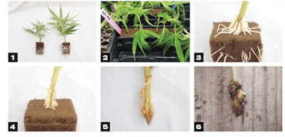 Root Grouping Fmt