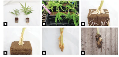 Root Grouping Fmt