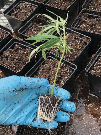 Taming Geral Hemp Plant