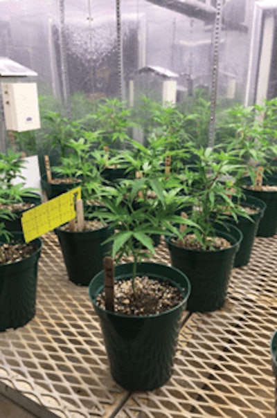 2 Hemp Phytotron714 Fmt