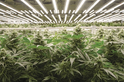 Amplified Farms 05 Fmt