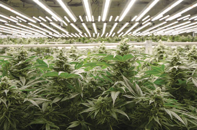 Amplified Farms 05 Fmt