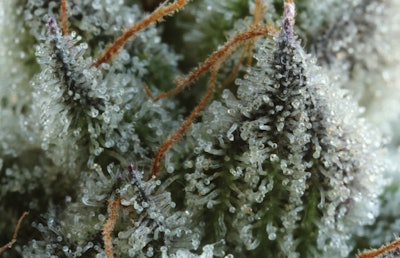 Bubba Kush Img 3151 1 Fmt
