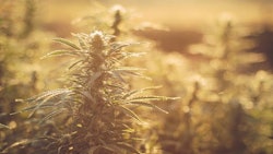 Cannabis Iarygin Andrii