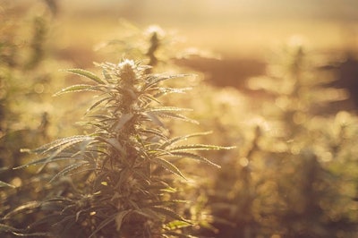 Cannabis Iarygin Andrii