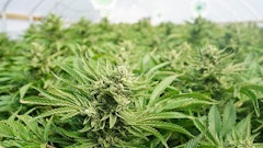 Cannabis Crop Adobe Stock Credit Jdubsvideo Resized