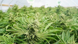 Cannabis Crop Adobe Stock Credit Jdubsvideo Resized