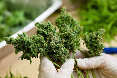 Cannabis Trim Adobe Stock Credit Eric Limon Resized