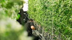 Cannabis Workers Adobe Stock Credit The Colonel Resized